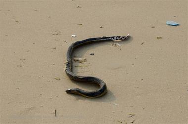 Chowara Beach,_DSC_9478_H600